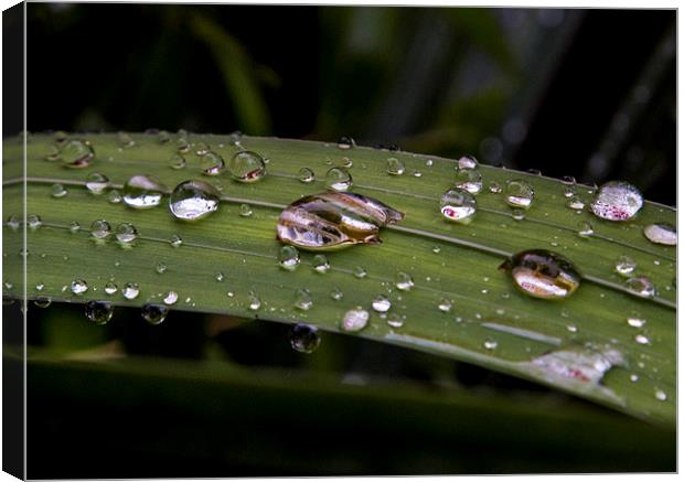  droplets Canvas Print by peter wyatt