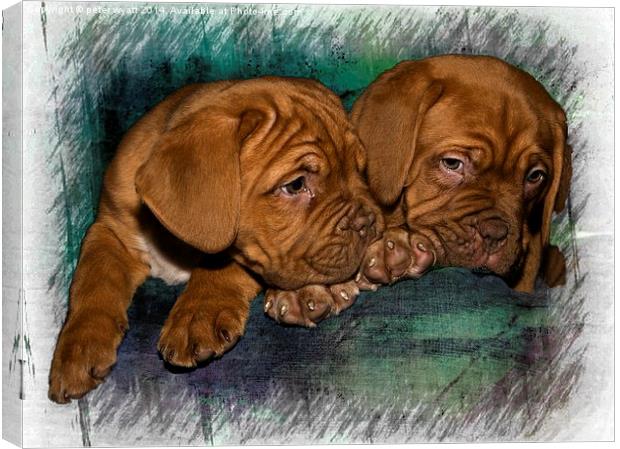  Brothers Canvas Print by peter wyatt
