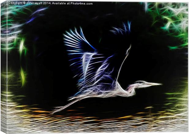  Heron in flight Canvas Print by peter wyatt