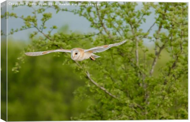 Barn Owl in flight Canvas Print by peter wyatt