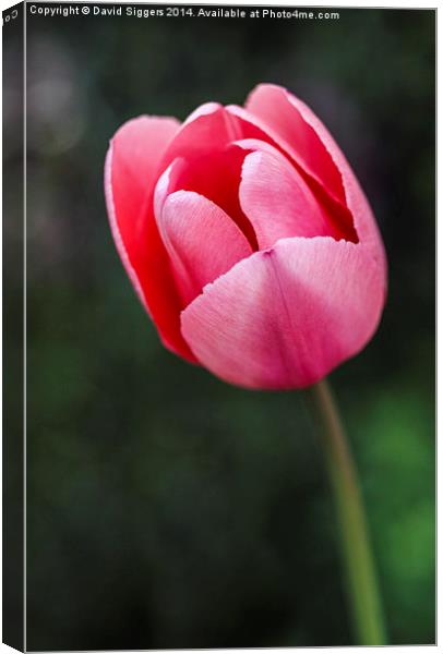  The Lone Tulip Canvas Print by David Siggers