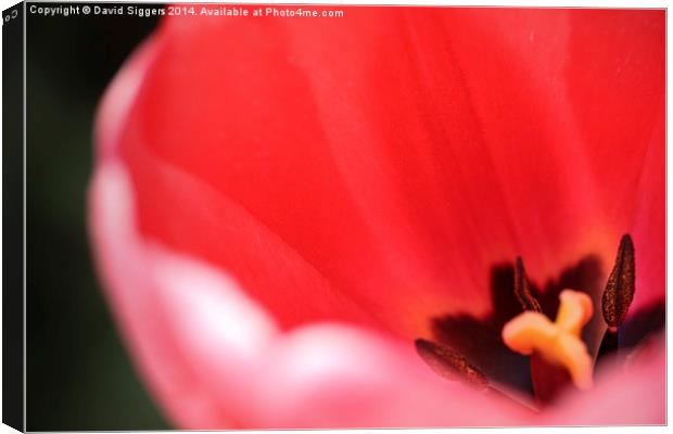   Open Tulip – Close-up Canvas Print by David Siggers