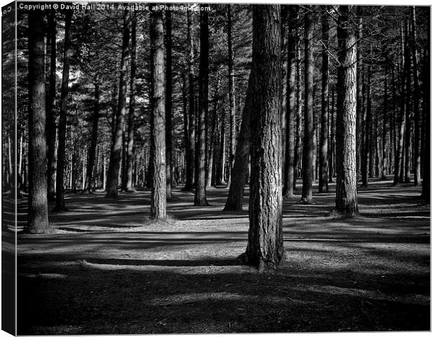  Tentsmuir Trees Canvas Print by David Hall