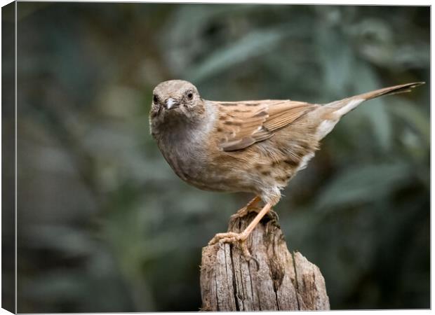 Dunnock Canvas Print by David Hall