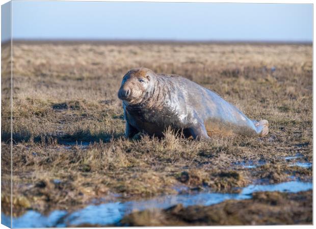 Bull grey seal Canvas Print by David Hall