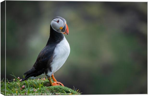 The Majestic Puffin Canvas Print by Rick Bowden