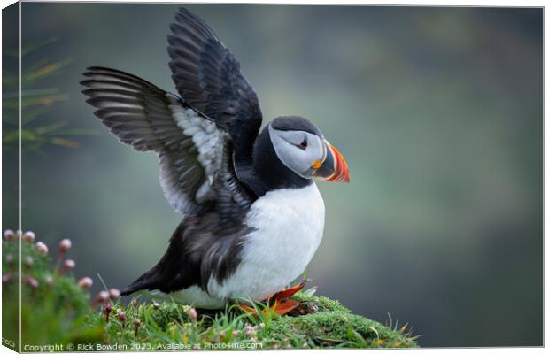 Puffin Canvas Print by Rick Bowden