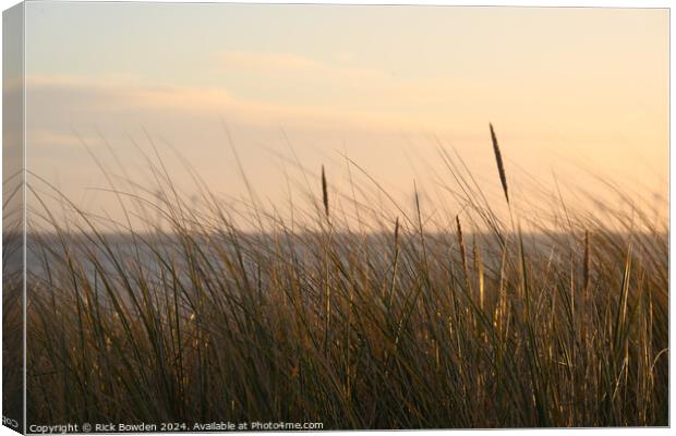 Caister Grasses. Canvas Print by Rick Bowden