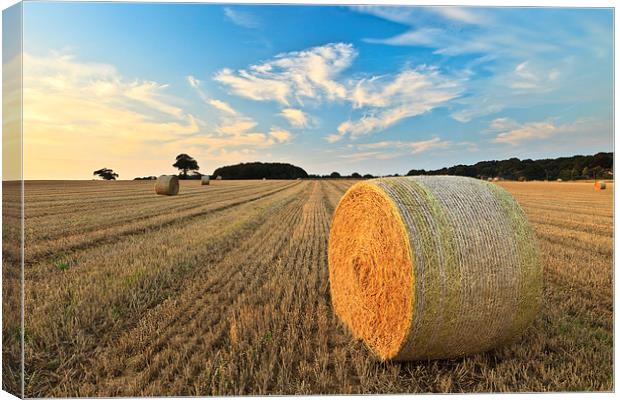 Sunkissed Harvest Canvas Print by Rick Bowden
