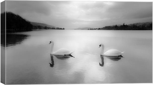 Majestic Swans Glide on Coniston Water Canvas Print by Rick Bowden