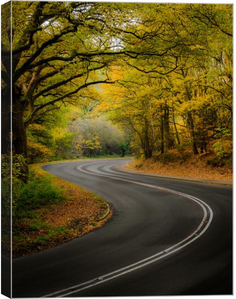 Golden Journey through Autumn Woods Canvas Print by Rick Bowden