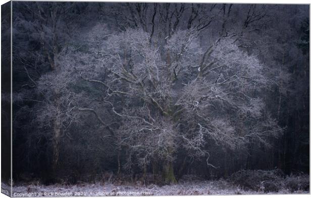 Frost Tree Norwich Norfolk Canvas Print by Rick Bowden