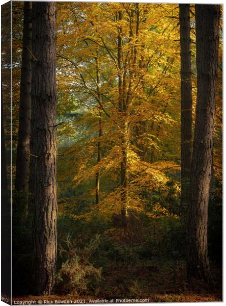 Radiant Beech Tree Canvas Print by Rick Bowden