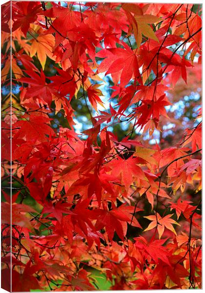 Maple leaves in the autumn Canvas Print by Jonathan Evans