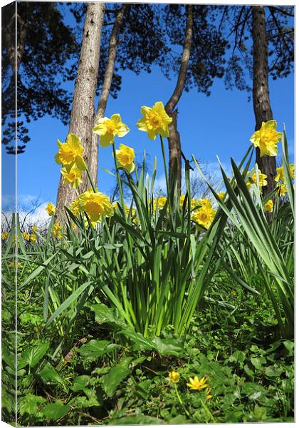 Welsh Daffodils In spring Canvas Print by Jonathan Evans