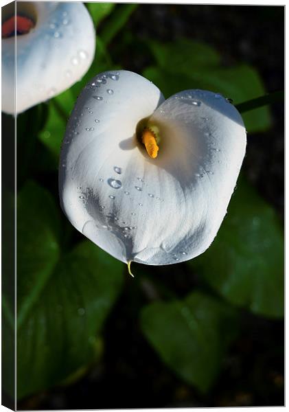 White Lily and water droplets  Canvas Print by Jonathan Evans