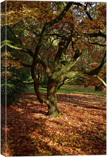 Maple trees at Autumn  Canvas Print by Jonathan Evans