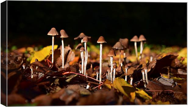 Mushrooms on the forest floor bathed in sun light Canvas Print by Jonathan Evans