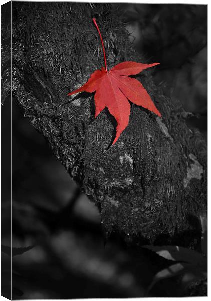 Red maple on branch. Black and white  Canvas Print by Jonathan Evans