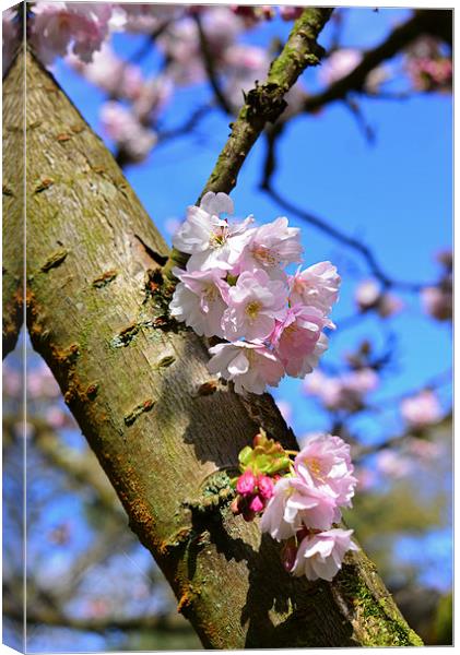 Spring time blossom on branch  Canvas Print by Jonathan Evans