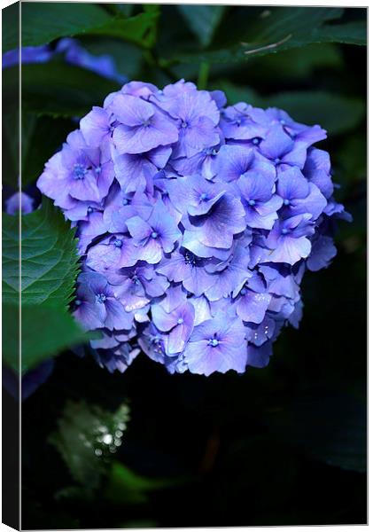 Blue Hydrangea with water droplets on the petals Canvas Print by Jonathan Evans
