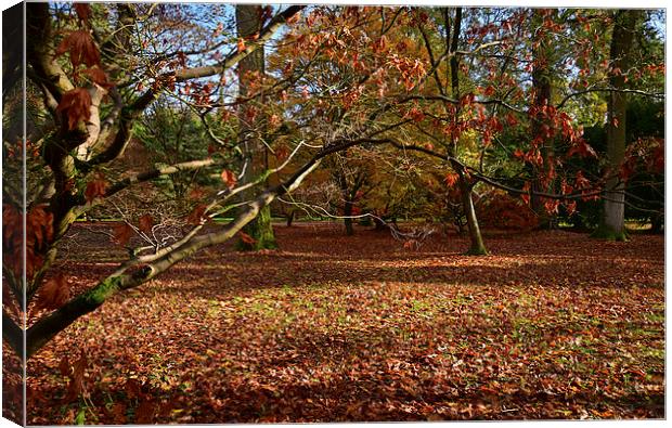 Autumn with Maple trees and leaves Canvas Print by Jonathan Evans