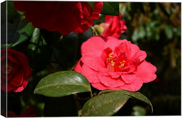Red camellia and rain Canvas Print by Jonathan Evans