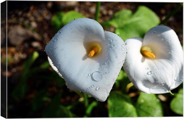 Arum lily and rain drops  Canvas Print by Jonathan Evans