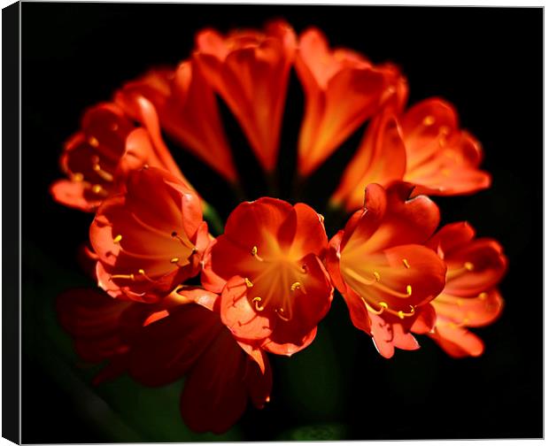 Red flowers high contrast black background  Canvas Print by Jonathan Evans