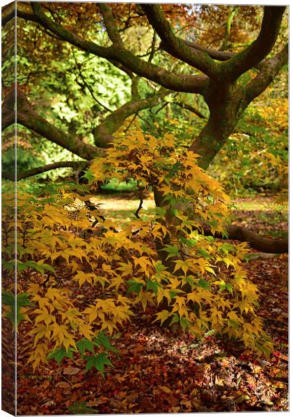 Maple tree Autumn. Forest floor covered in leaves  Canvas Print by Jonathan Evans