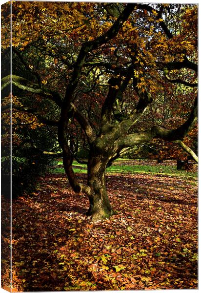  Autumn maple leaves  Canvas Print by Jonathan Evans