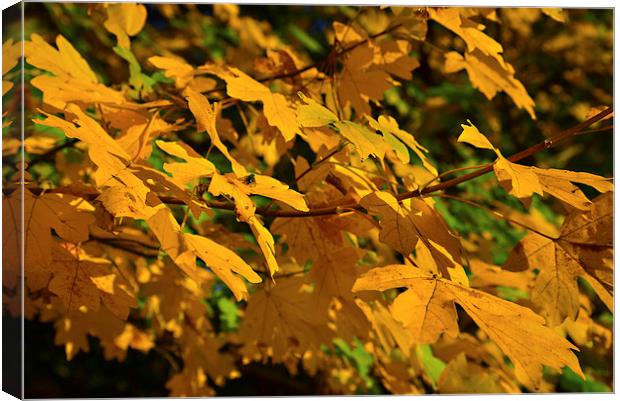 Yellow maples and fly Autumn sunshine Canvas Print by Jonathan Evans