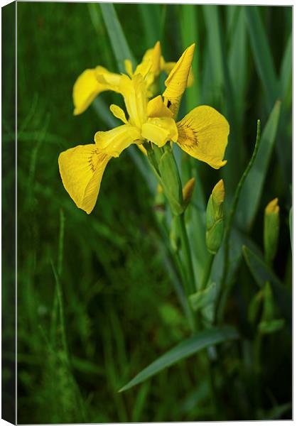 Yellow Iris and rain drops on the petals Canvas Print by Jonathan Evans