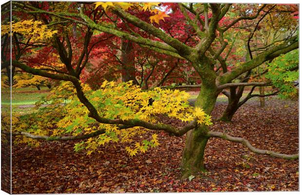 Maple tree in foliage as they turn colour during A Canvas Print by Jonathan Evans