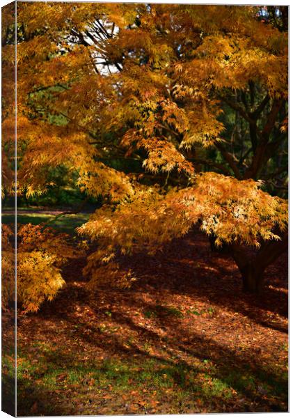 Maple trees Canvas Print by Jonathan Evans