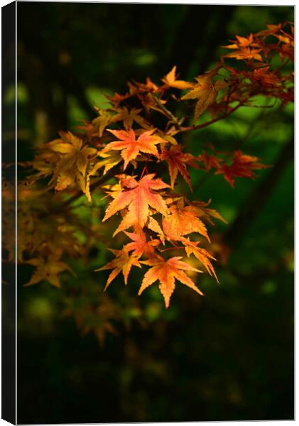 Maple Leaves in the Autumn Canvas Print by Jonathan Evans