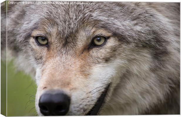 Wolf eyes Canvas Print by Darren Foltinek