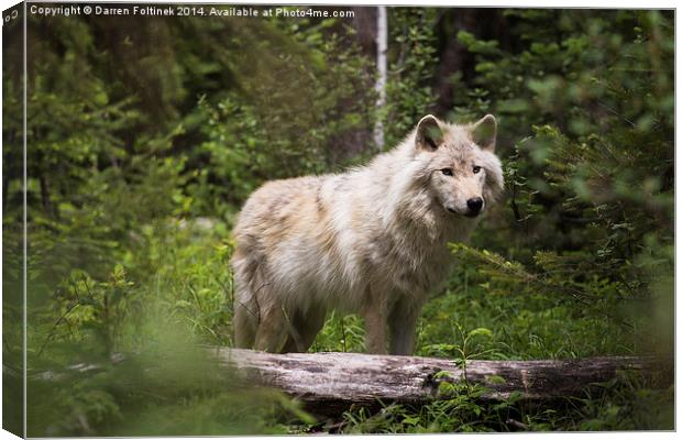 Dave the Wolf in the forest Canvas Print by Darren Foltinek