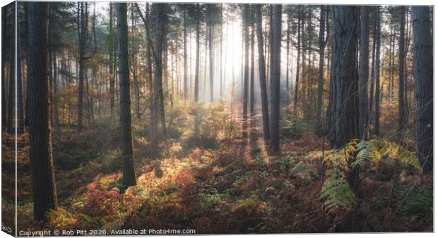 Delamere Forest Misty Morning Canvas Print by Rob Pitt