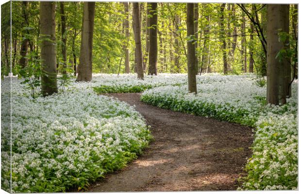 wild garlic woodland Canvas Print by Jason Thompson