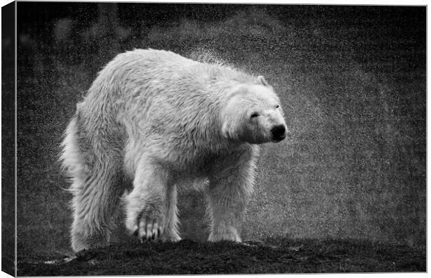 A polar bear shaking  itsself dry Canvas Print by Jason Thompson