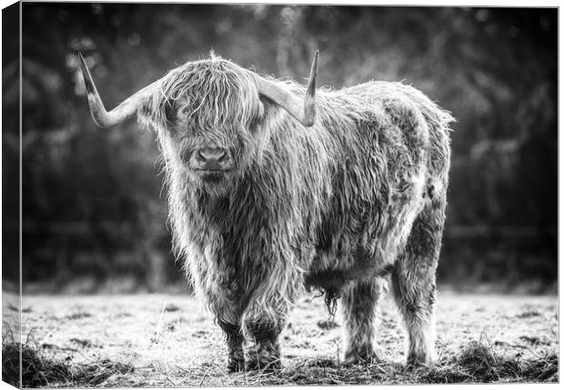 highland cow Canvas Print by Jason Thompson