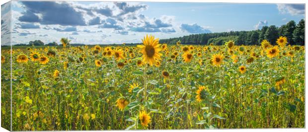 sunflower panoramic  Canvas Print by Jason Thompson