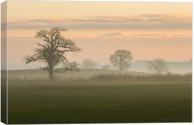 morning mist Canvas Print by Jason Thompson