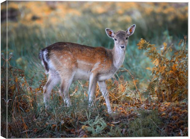 A deer standing in a field Canvas Print by Jason Thompson