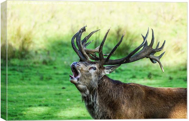  Bolving Red Stag Canvas Print by Dave Webb