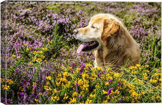  Golden Retriever in the August heather Canvas Print by Dave Webb