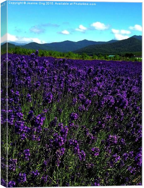 Lavenders Canvas Print by Jeanne Ong