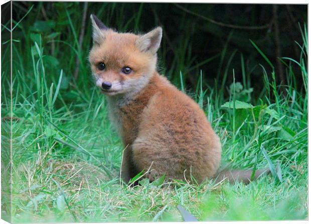  the cute little fox cub Canvas Print by Ross Lawford