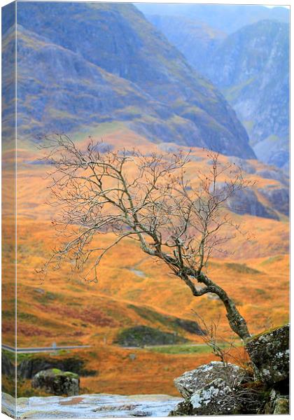  The Glencoe lone tree Canvas Print by Ross Lawford